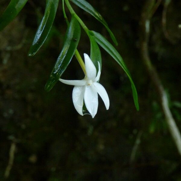 Angraecum ramosum Цветок