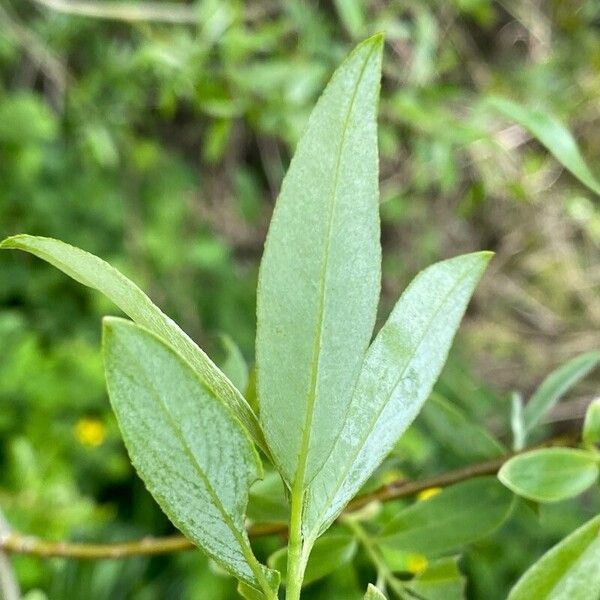 Salix × fragilis Hoja