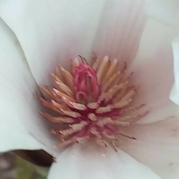 Magnolia cylindrica Blomst