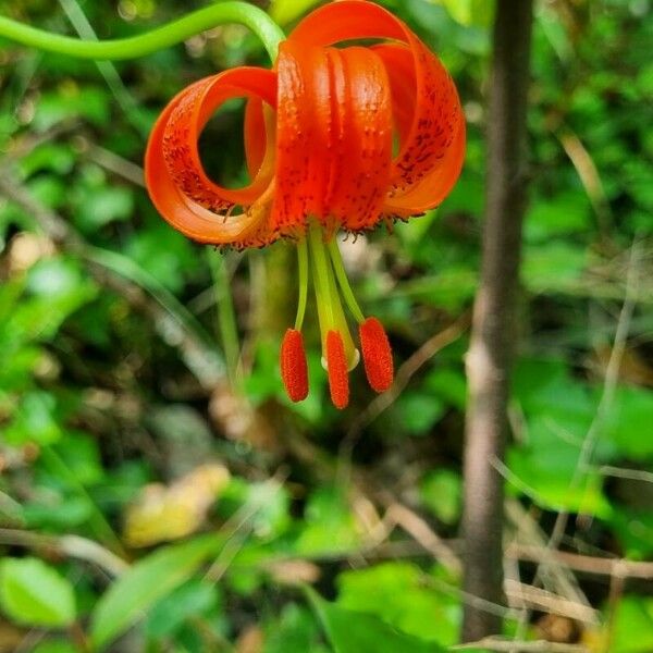 Lilium pomponium പുഷ്പം