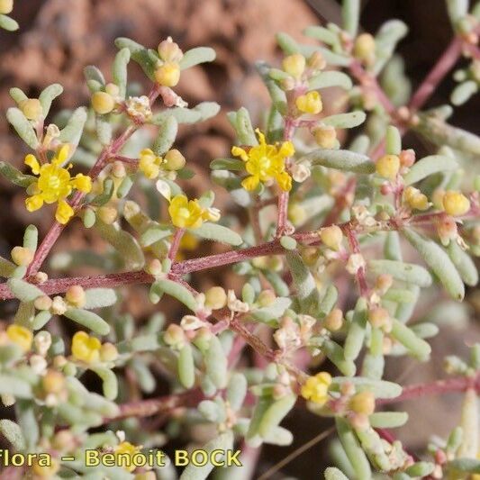 Zygophyllum simplex Sonstige