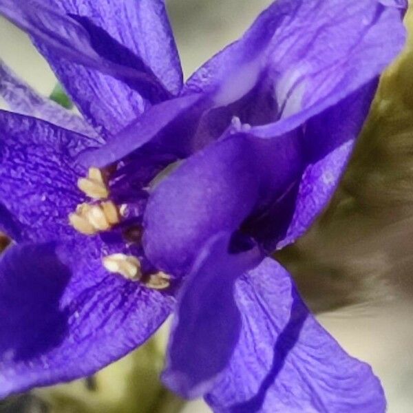 Delphinium verdunense Virág