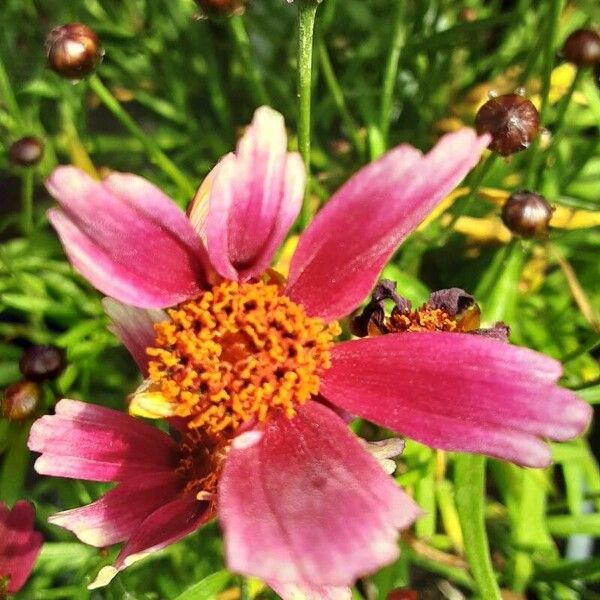 Coreopsis tinctoria Flower