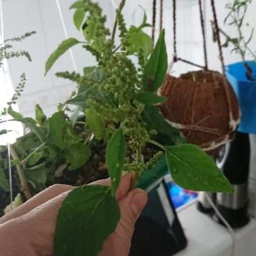 Amaranthus tortuosus Leaf