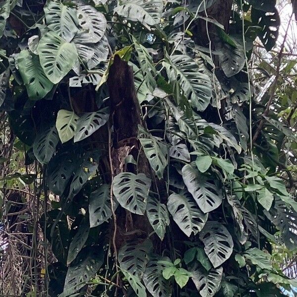 Monstera adansonii Blatt