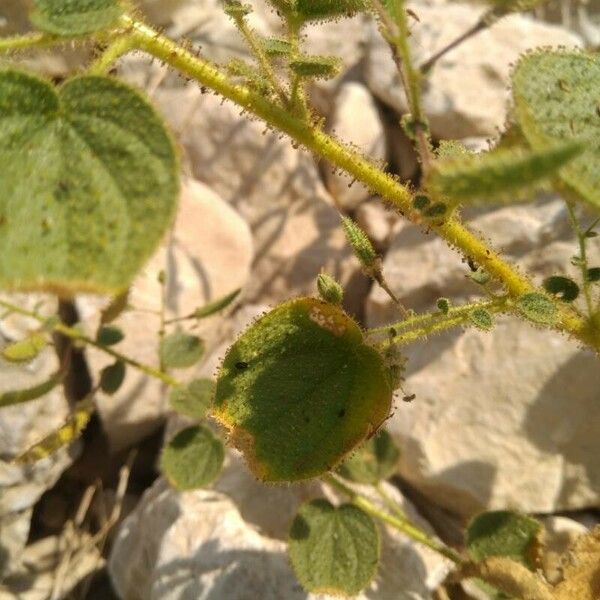 Cleome scaposa 葉