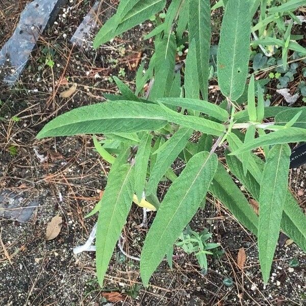 Salvia leucantha Fulla