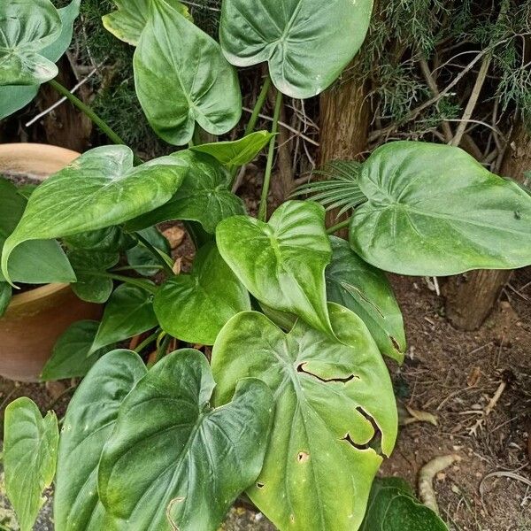 Alocasia cucullata Levél