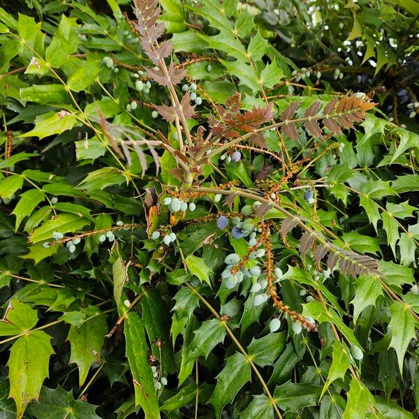 Berberis bealei Habitus