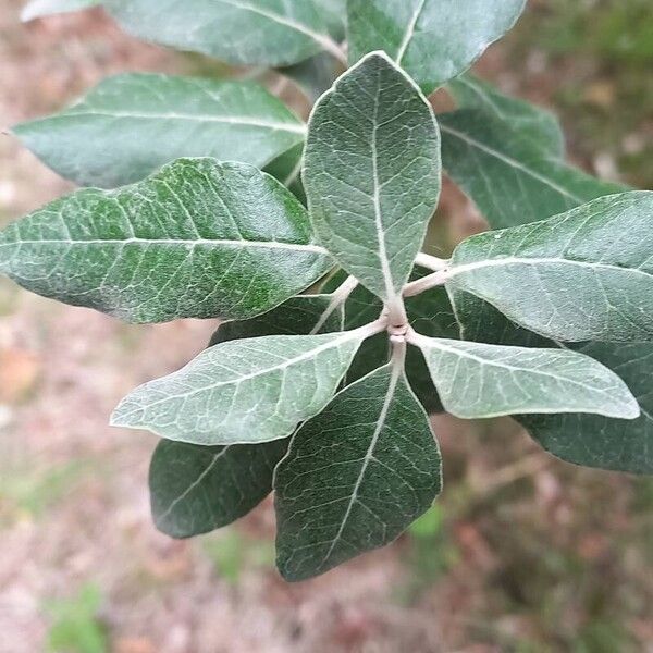 Feijoa sellowiana Hoja