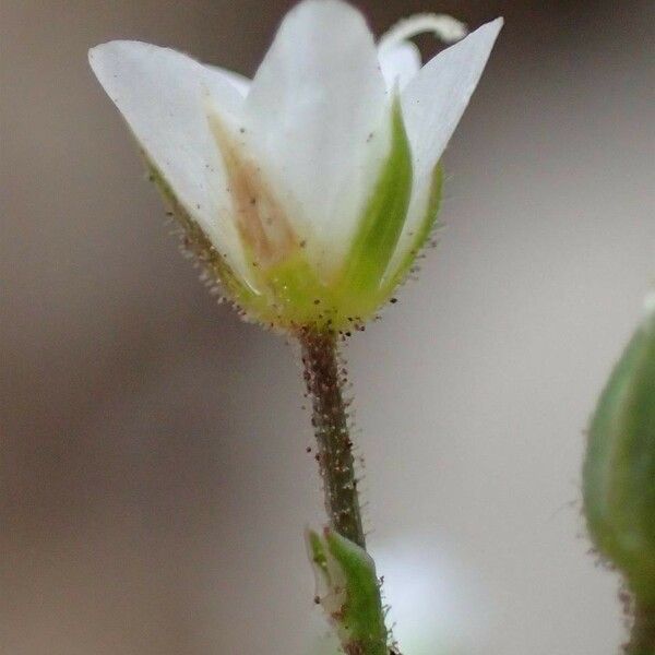 Sabulina verna Flower