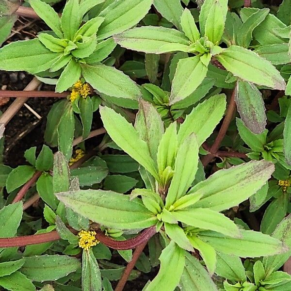 Flaveria trinervia 葉