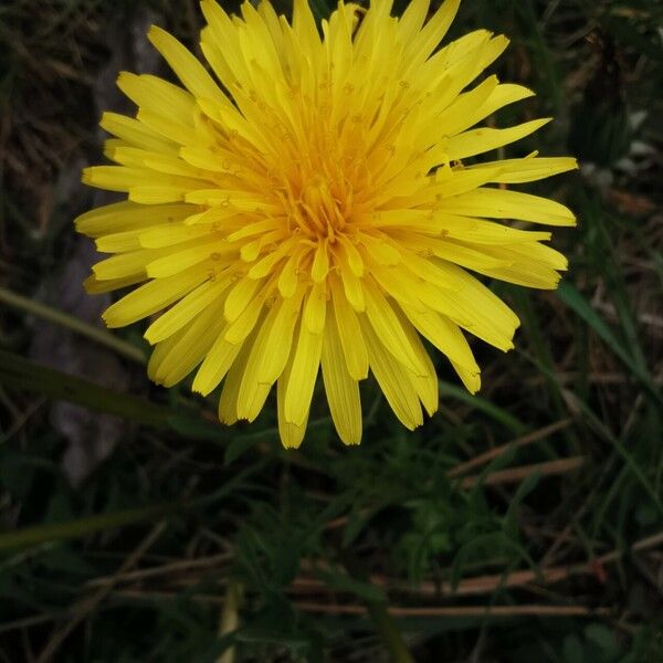 Taraxacum palustre 花