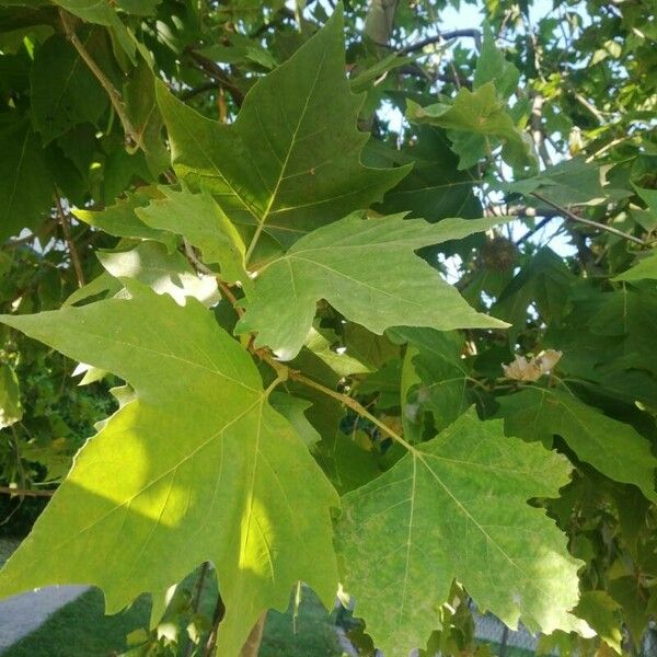 Platanus occidentalis Blatt