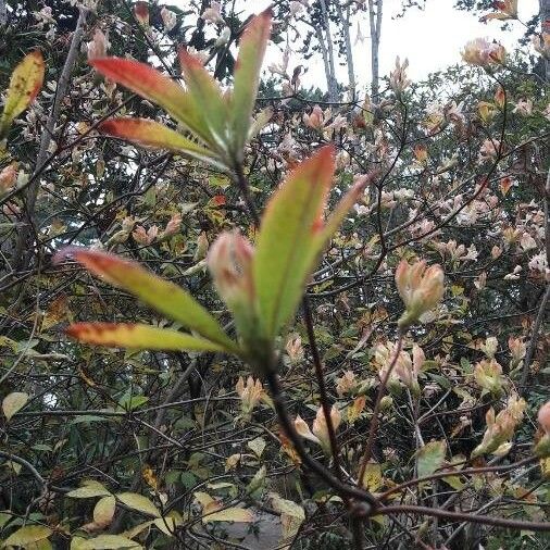 Rhododendron periclymenoides Blad