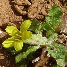 Hyoseris scabra Buveinė