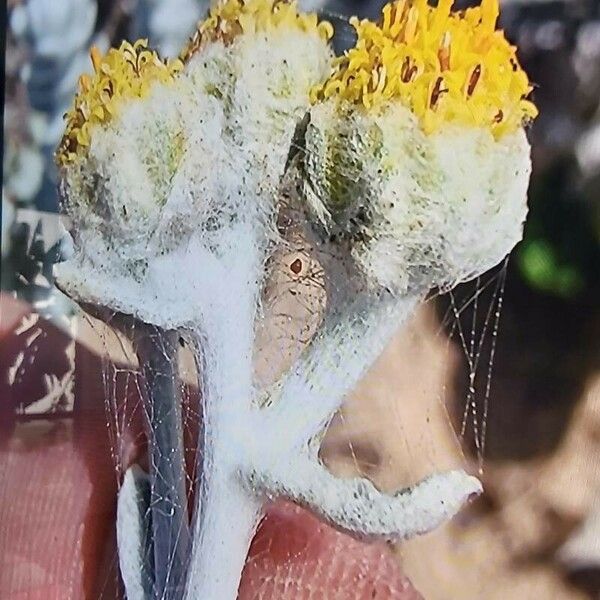 Achillea maritima Flower