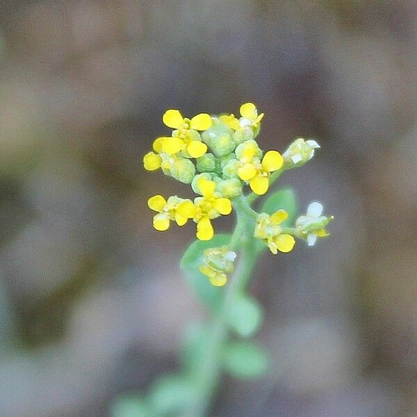 Alyssum serpyllifolium Flor