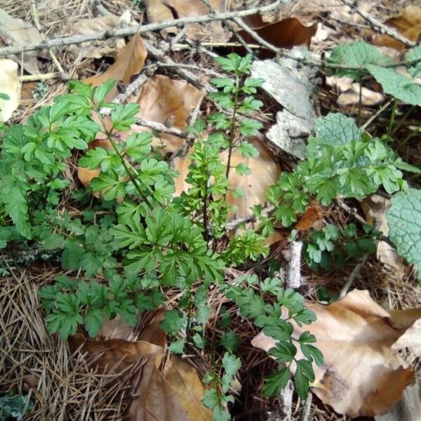 Cardamine impatiens Лист