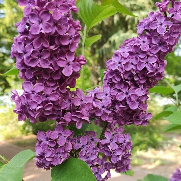 Syringa vulgaris Květ