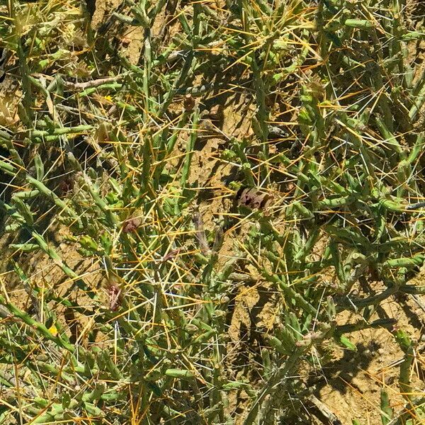 Cylindropuntia leptocaulis Alkat (teljes növény)