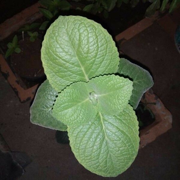 Plectranthus amboinicus Лист