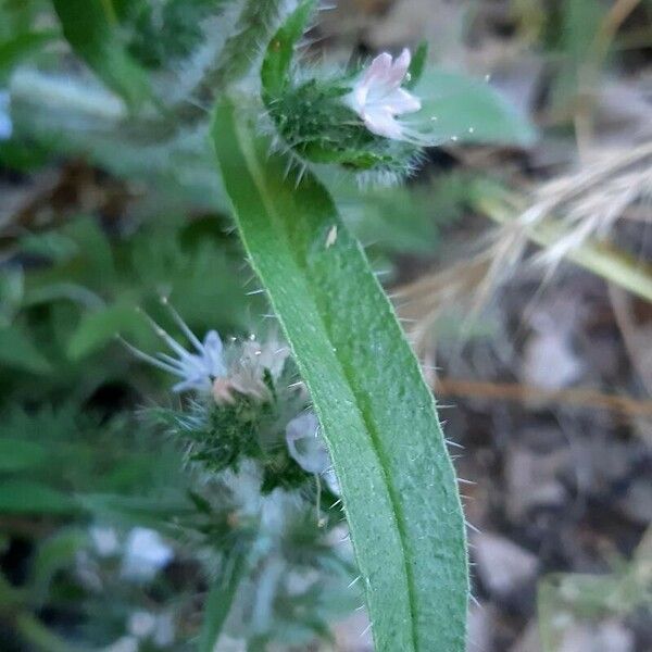 Echium italicum Leaf