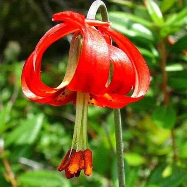 Lilium pomponium Floro