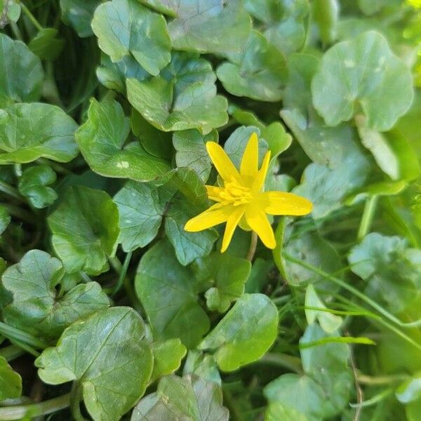 Ficaria verna Flower