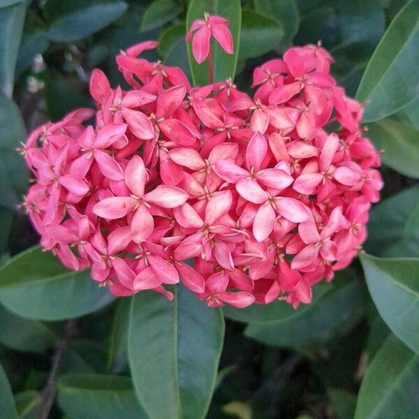 Ixora finlaysoniana Kukka