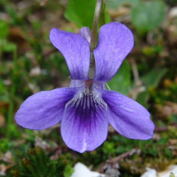 Viola pyrenaica Кветка