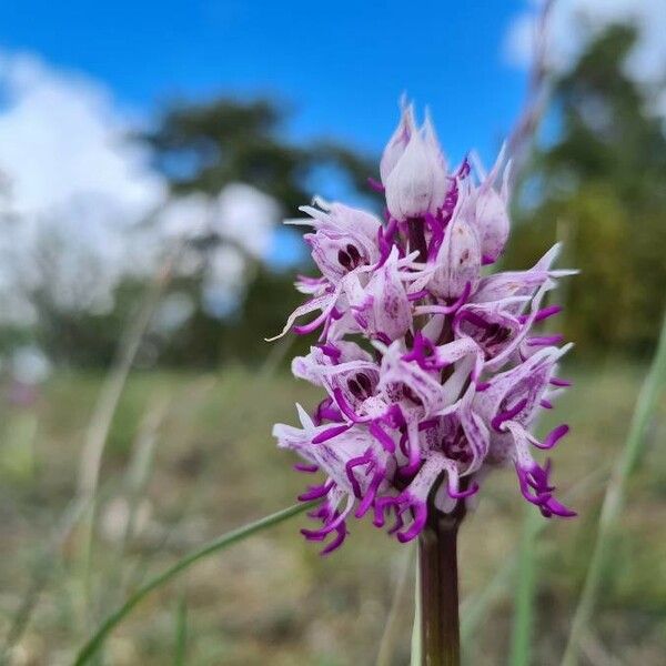 Orchis simia Flor