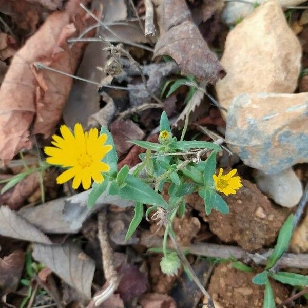 Calendula arvensis Floare