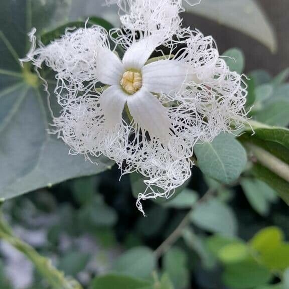 Trichosanthes cucumerina 花