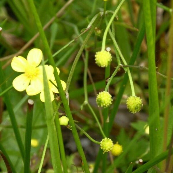 Ranunculus flammula Fruit