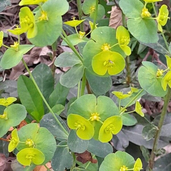 Euphorbia amygdaloides Květ