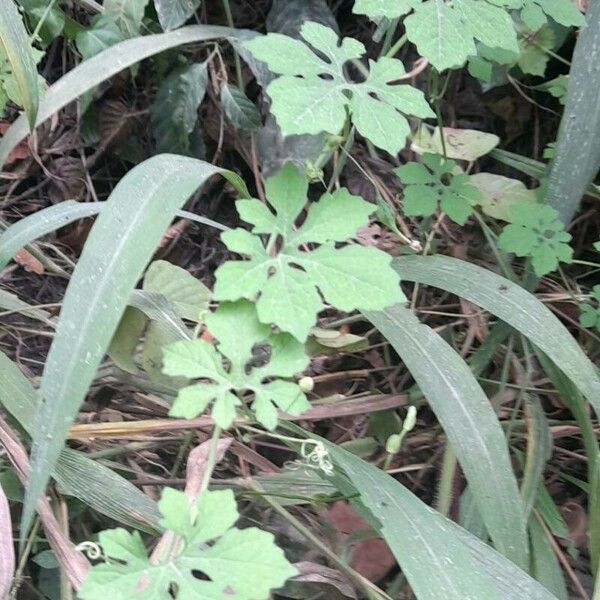 Momordica charantia Leaf