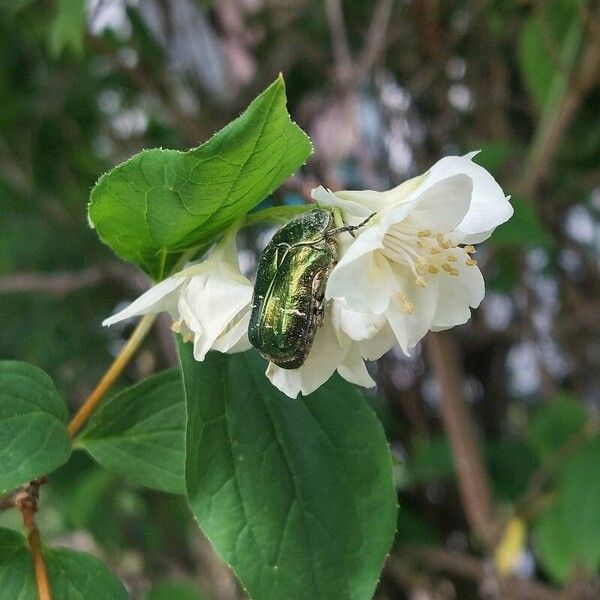 Philadelphus coronarius Flower