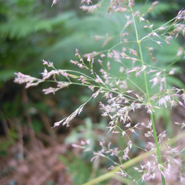 Agrostis vinealis Outro