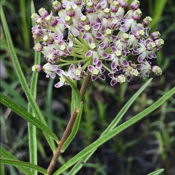 Asclepias longifolia Flor