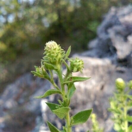 Chiliadenus glutinosus 其他