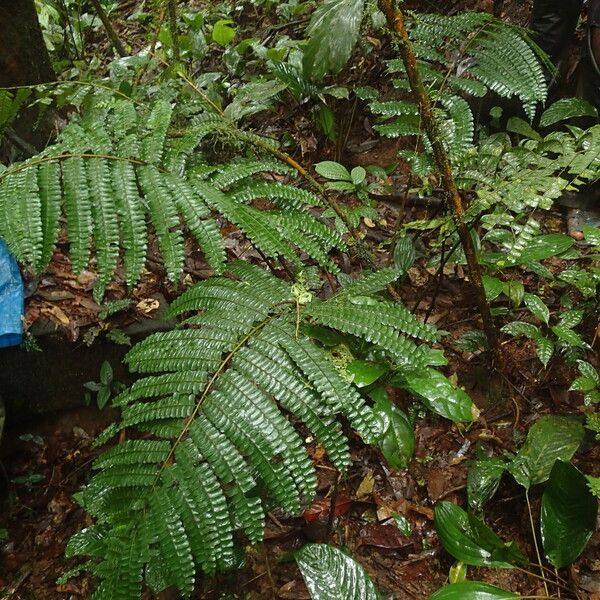 Didymochlaena truncatula Leaf