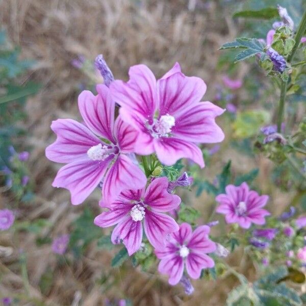 Malva sylvestris Цвят