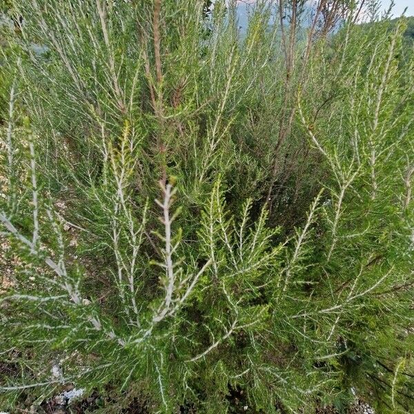 Erica arborea Foglia