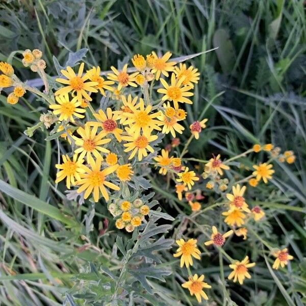 Jacobaea vulgaris Flor