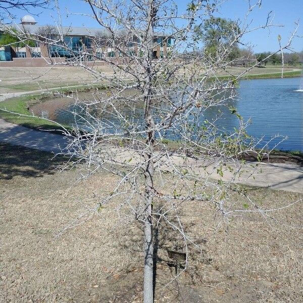 Quercus fusiformis Other