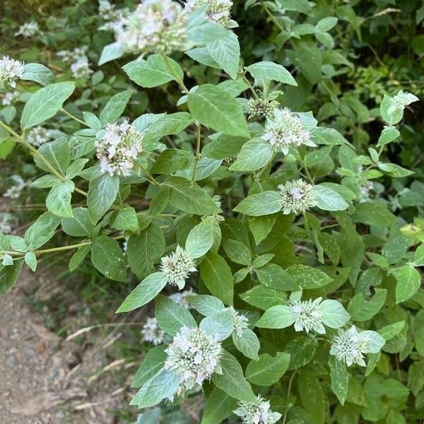 Pycnanthemum incanum Flor