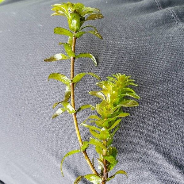 Elodea canadensis Yeri