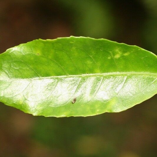 Claoxylon parviflorum Leaf