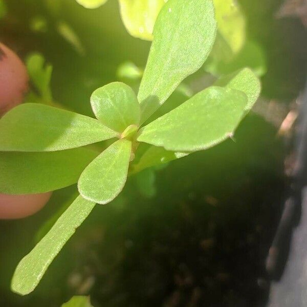 Portulaca oleracea Leaf